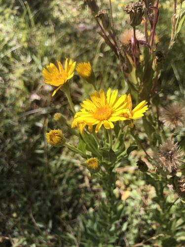 Chrysopsis mariana (Maryland golden-aster) (alternate view 5)