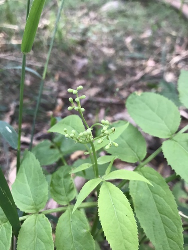 Sambucus gaudichaudiana (White Elderberry) (alternate view 3)