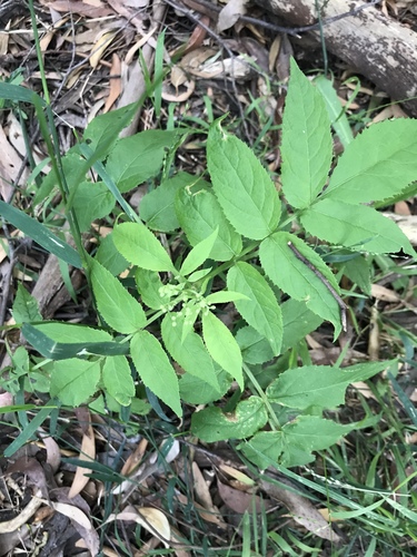 Sambucus gaudichaudiana (White Elderberry) (alternate view 4)