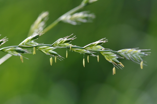 Lolium (Ryegrasses) (alternate view 8)