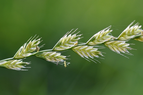 Lolium (Ryegrasses) (alternate view 7)