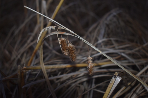 Carex comosa (Longhair Sedge)
