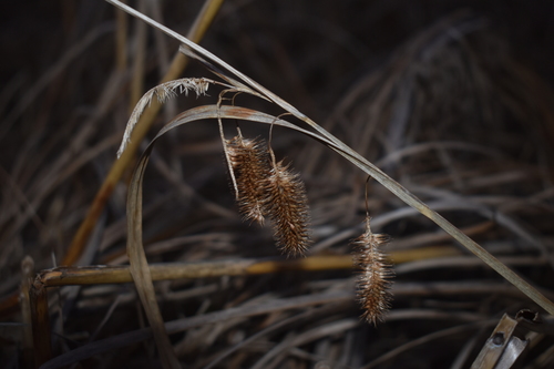Carex comosa (Longhair Sedge)