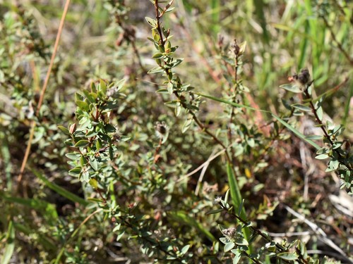 Pimelea glauca (smooth riceflower) (alternate view 5)