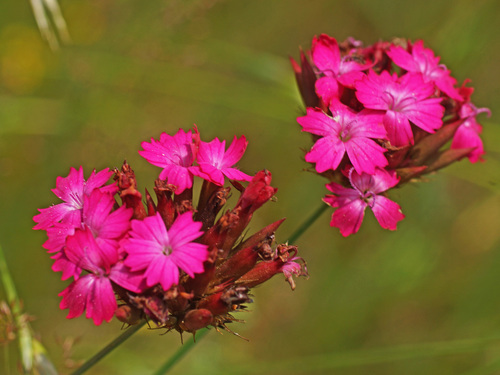 Dianthus cruentus (alternate view 2)