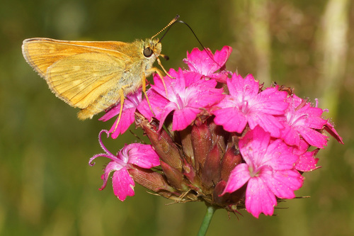 Dianthus cruentus (alternate view 3)
