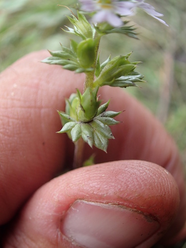 Euphrasia nemorosa (Common Eyebright)