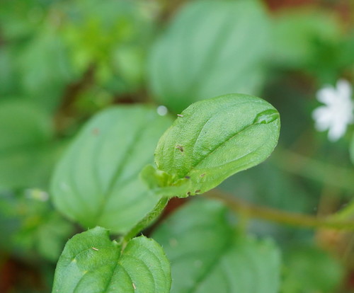 Hackelia latifolia (Forest Hound’s-tongue) (alternate view 4)