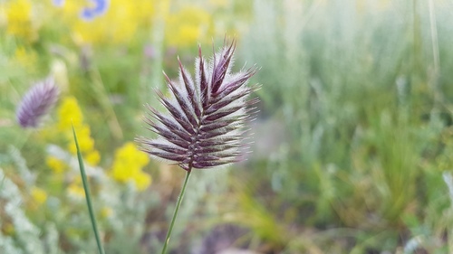 Agropyron cristatum (Crested Wheatgrass) (alternate view 2)