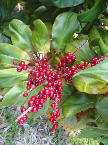 Cordyline fruticosa (Ti Plant)