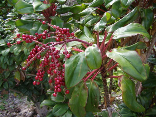 Cordyline fruticosa (Ti Plant)