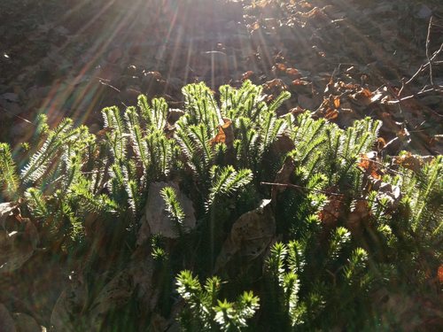 Spinulum annotinum (interrupted clubmoss)
