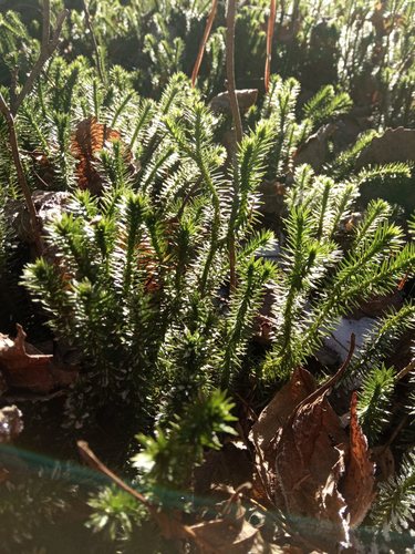 Spinulum annotinum (interrupted clubmoss)