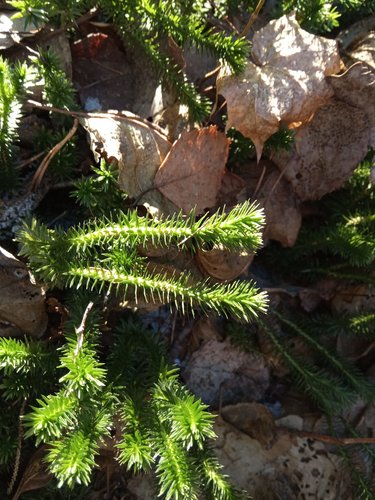 Spinulum annotinum (interrupted clubmoss)
