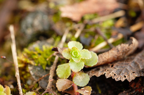 Phedimus (False Stonecrops) (alternate view 12)