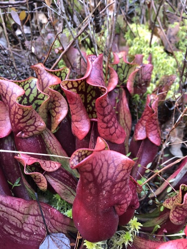 Sarracenia purpurea (purple pitcher plant) (alternate view 8)