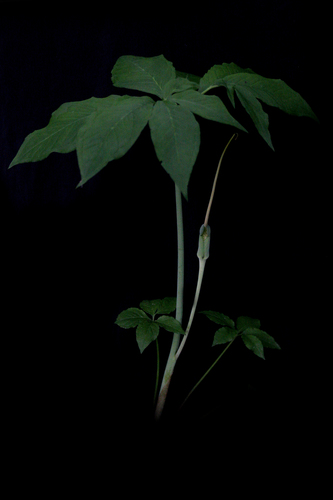 Arisaema dracontium (green dragon)