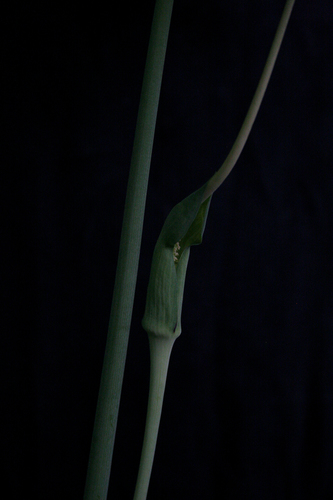 Arisaema dracontium (green dragon) (alternate view 2)