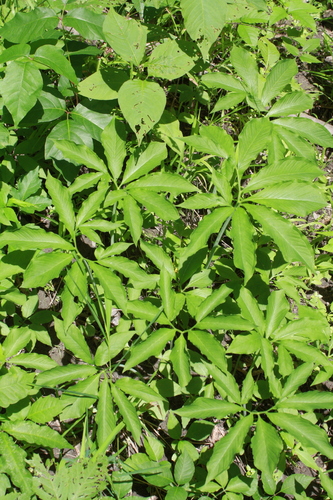 Arisaema dracontium (green dragon) (alternate view 3)