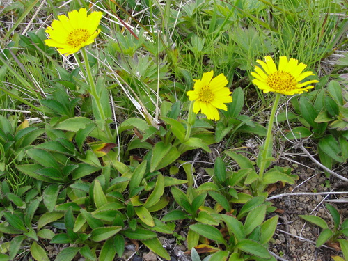 Arnica chamissonis (Meadow Arnica) (alternate view 6)