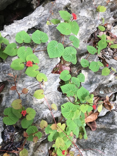 Cissus (Treebine) (alternate view 4)