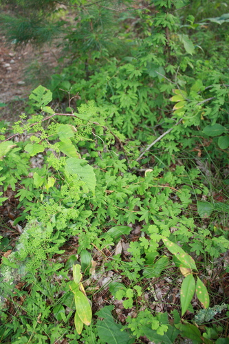 Lygodium (climbing ferns) (alternate view 3)