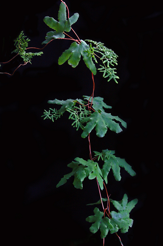 Lygodium (climbing ferns) (alternate view 2)