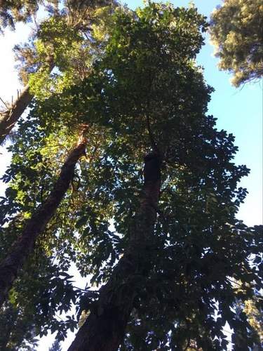 Arbutus menziesii (madrone) (alternate view 4)