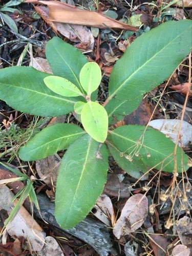 Arbutus menziesii (madrone) (alternate view 5)