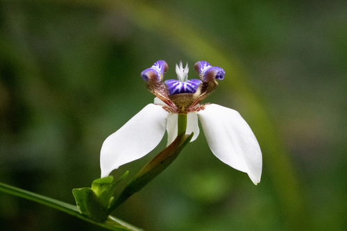Trimezia (Walking Irises) (alternate view 13)