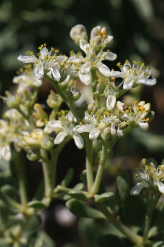 Nitraria billardierei (nitre bush)