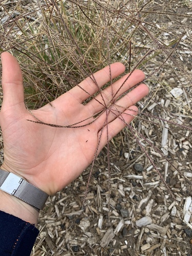 Chloris truncata (black windmill grass) (alternate view 4)