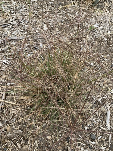 Chloris truncata (black windmill grass) (alternate view 5)