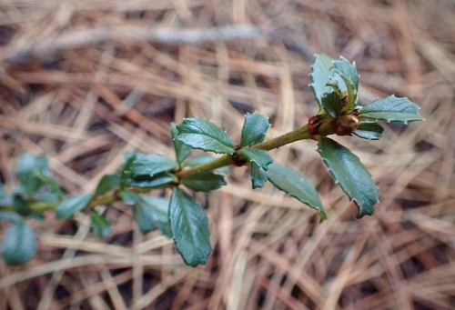 Ceanothus gloriosus var. porrectus (ceanothus-gloriosus-var-porrectus) (alternate view 5)