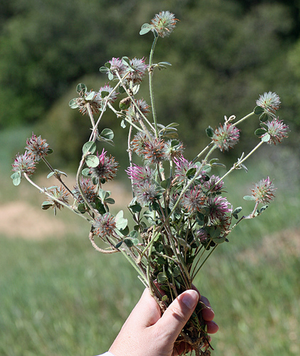 Trifolium hirtum (Rose Clover) (alternate view 2)