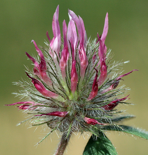 Trifolium hirtum (Rose Clover) (alternate view 3)