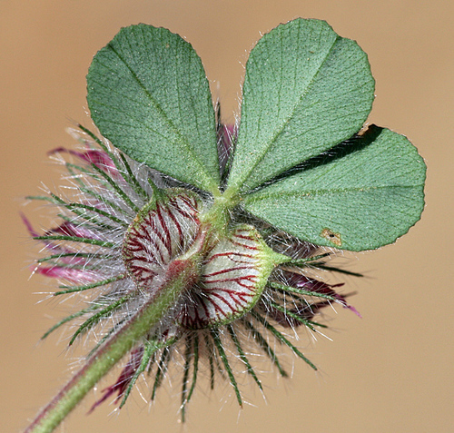 Trifolium hirtum (Rose Clover)