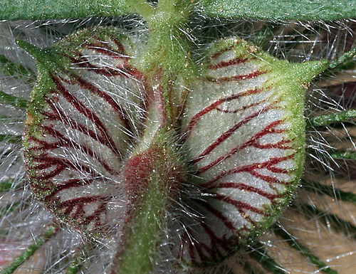 Trifolium hirtum (Rose Clover) (alternate view 4)