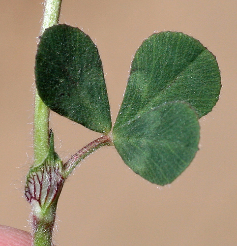 Trifolium hirtum (Rose Clover) (alternate view 5)