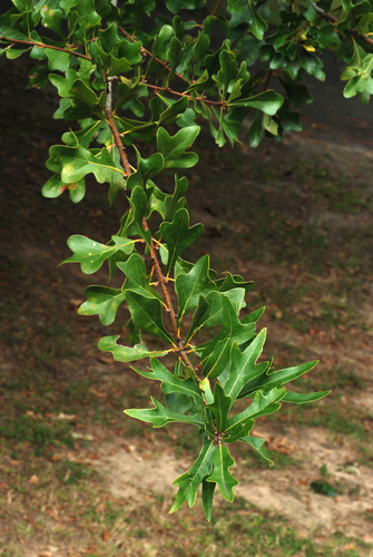 Quercus nigra (water oak)