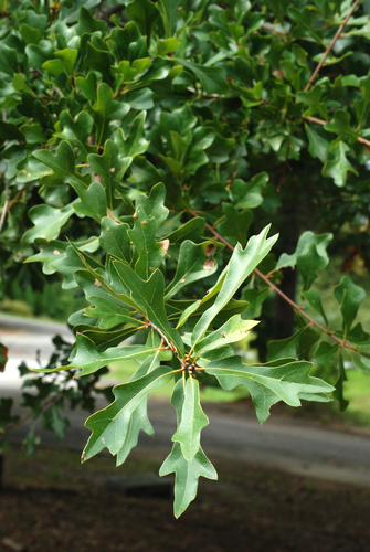 Quercus nigra (water oak)