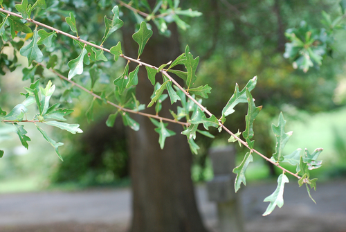 Quercus nigra (water oak)