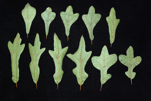 Quercus nigra (water oak)