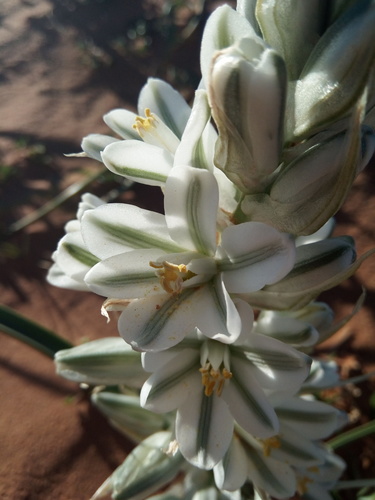 Albuca (Slimelilies) (alternate view 3)