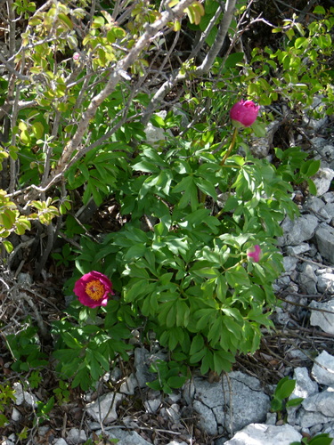 Paeonia officinalis (common peony)