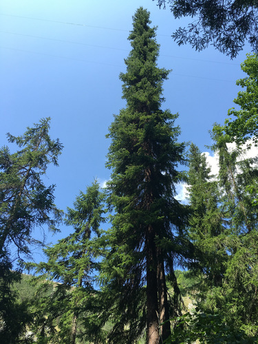 Picea omorika (Serbian Spruce) (alternate view 5)