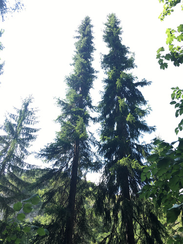 Picea omorika (Serbian Spruce) (alternate view 6)