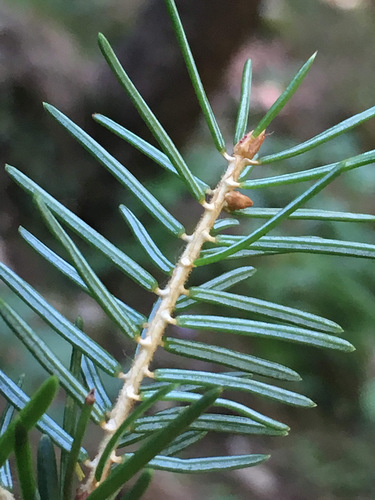 Picea omorika (Serbian Spruce) (alternate view 7)