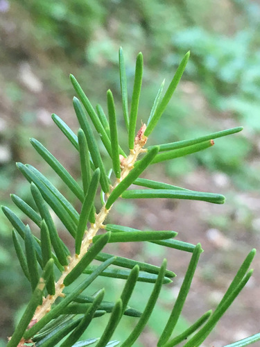 Picea omorika (Serbian Spruce) (alternate view 8)