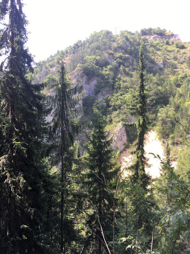 Picea omorika (Serbian Spruce) (alternate view 9)